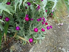 Lychnis coronaria plants for sale  SOUTHAMPTON