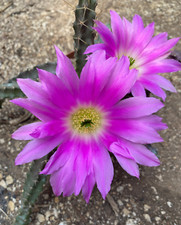 Echinocereus pentalophus cactu usato  Menfi