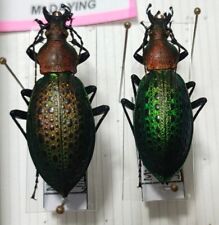 Couple carabus coptolabrus d'occasion  Paris XI