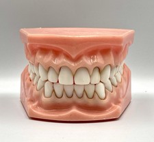 Molares removíveis vintage Typodont Training modelo dental educação comprar usado  Enviando para Brazil