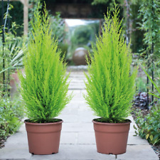 Italian cypress wilma for sale  BELVEDERE