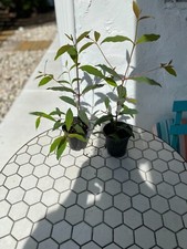 Rainbow eucalyptus seedlings for sale  Pompano Beach