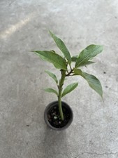 Avocado tree trimmed for sale  El Monte