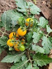 Birdie jaune tomatensamen gebraucht kaufen  Pirna, Dohma, Struppen