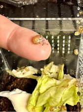 Baby garden snails for sale  West Liberty