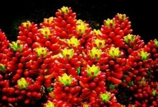 Mixed succulent lithops for sale  Rockville