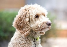 Cute labradoodle dog for sale  SELBY