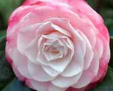 Camellia desire 9cm for sale  CRANBROOK