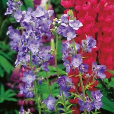 Jacobs ladder polemonium for sale Jacobs ladder polemonium for sale  WITHAM