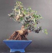 Bonsai olivastro wildolive usato  Cison di Valmarino