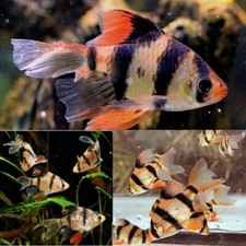 Pack logfin tiger for sale  Haslet