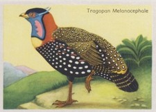 Tragopan melanocephalus tragop d'occasion  Expédié en France