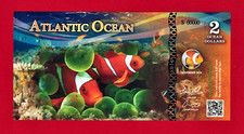 Beautiful anemone fish for sale  Atlanta