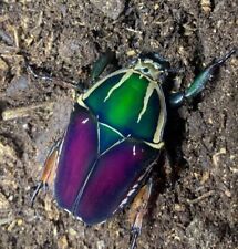 Mechynorhina torquata ugandens for sale  BRIGG