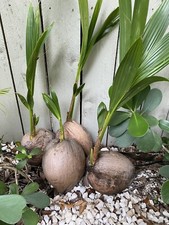 Coconut tree live for sale  Miami Beach