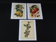Lot nicoolay fruit for sale  Mcminnville