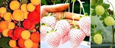 Erdbeeren samen set gebraucht kaufen  Kaiserslautern