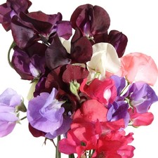 Sweet pea plants for sale  BANBURY