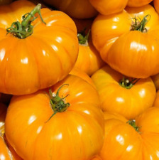 Tomato brandywine yellow for sale  Sevierville