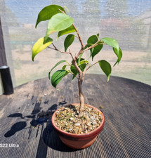 E20 ficus benjamina for sale  TROWBRIDGE