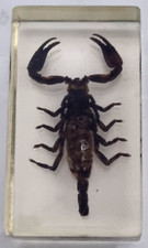 Asian forest scorpion for sale  BEDFORD