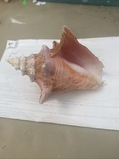 Natural 126mm pink for sale  Sanibel