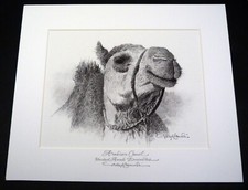 Altaf damudi signed for sale  HYTHE
