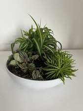 House plants mix for sale  STOKE-ON-TRENT