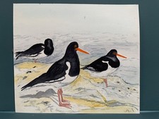 Vintage unframed birds for sale  MANCHESTER