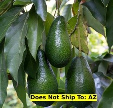 Fruit tree catalina for sale  Miami