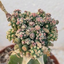 Hamatocactus so. monster usato  Lecce