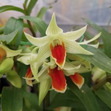 Taiwan orchidea dendrobium usato  Spedire a Italy