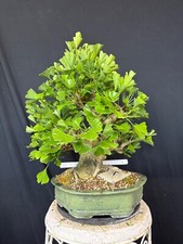 Ginkgo bonsai prebonsai gebraucht kaufen  Wettstetten