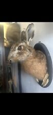 Taxidermy brown hare for sale  SOLIHULL
