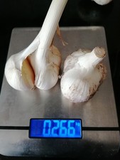 Elefantenknoblauch knoblauch k gebraucht kaufen  Bayreuth