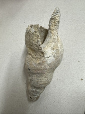 Fossile conchiglia provenienza usato  Novara