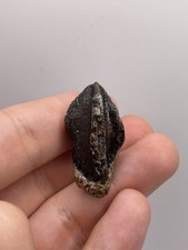 Large triceratops tooth for sale  MAIDSTONE