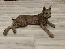 West texas bobcat for sale  Conroe