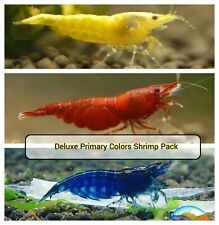 Live aquarium shrimp for sale  Katy