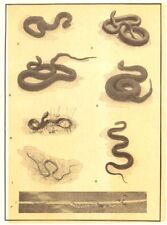 Snakes. milk snake for sale  LONDON