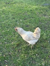 Ameraucana easter egger for sale  Douglas
