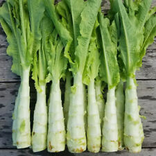 Chinese stem lettuce for sale  WARRINGTON