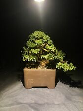 Juniper bonsai for sale  Phoenix