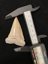Beautiful 2.55 albino for sale  Hollywood