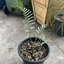 encephalartos arenarius for sale encephalartos arenarius for sale Whittier
