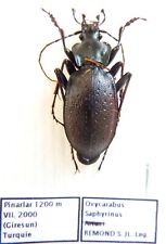 Carabus oxycarabus saphyrinus d'occasion  Le Havre-