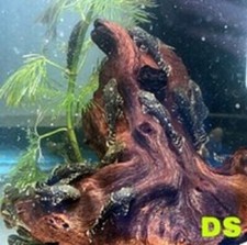 Pack bristlenose pleco for sale  North Port