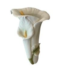 Ibis orchid design for sale  Columbus
