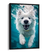 Cute smiling samoyed for sale  LONDONDERRY