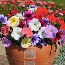 Petunia express mixed for sale  DUDLEY